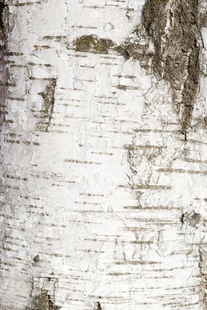 Closeup of birch tree bark texture with peeling skinの写真素材