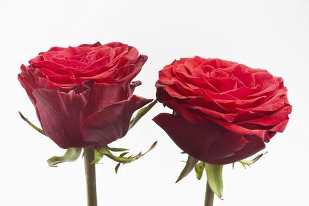 Two red roses with stems against white background with selective focusの写真素材