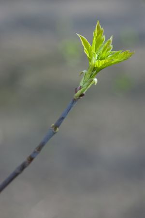 Tree branch with green leaves coming out of bud with selective focus against blurred background