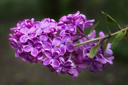 Closeup of blossomed purple lilac flowers with selective focusの写真素材