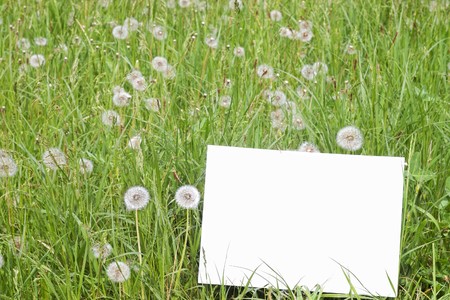 Blank paper card in green grass with dandelion blowballs and selective focusの写真素材