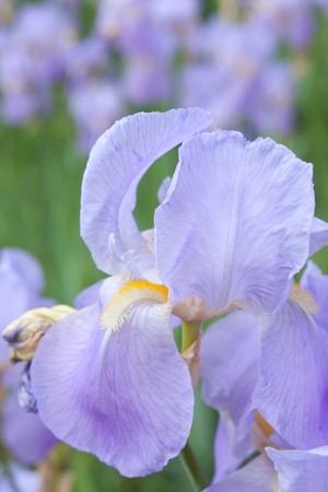 Closeup of violet wild flower iris with selective focus の写真素材