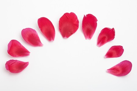 Semicircle of red flower petals on white background with copy spaceの写真素材
