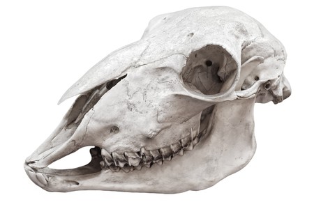 Skull of a bird with teeth isolated on whiteの写真素材