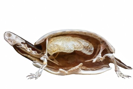 Section of stuffed turtle with skeleton inside isolated on white with copy spaceの写真素材