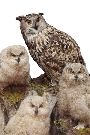 Stuffed owl with three fluffy owlets isolated on whiteの写真素材