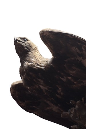 Stuffed hawk eagle isolated on white in dark light viewed from below
