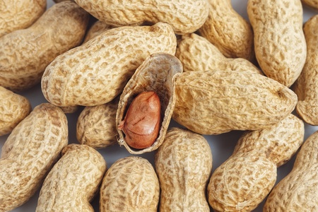 Closeup of red peanut kernel in opened shell on a bunch of whole podsの写真素材