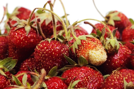 Fresh ripe organic strawberries with green peduncles isolated on white with selective focus