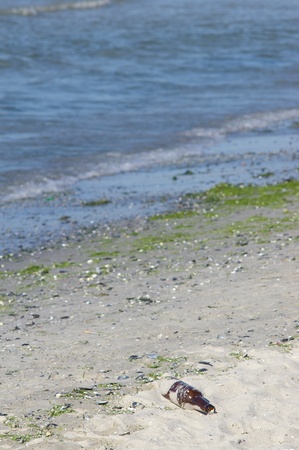 Brown empty open bottle on the beach with selective focusの写真素材