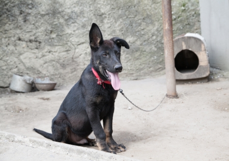 Chained black watchdog puppy with tongue out and wooden house boxの写真素材