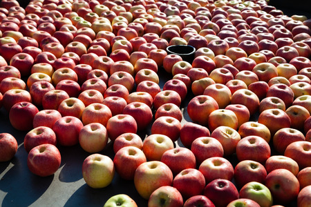Lots of apples under industrial processing outdoors