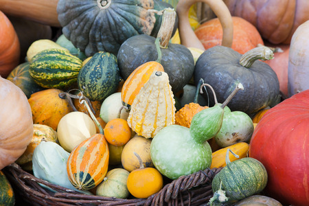 Lots of pumpkins and squash of different sorts