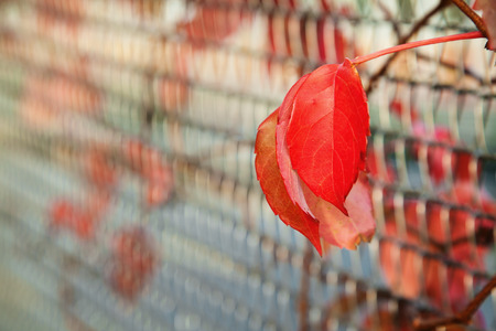 Autumn red leaves with shallow depth of fieldの写真素材
