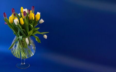 postcard template, copy Space -vaza with flowers tulips on a blue backgroundの写真素材