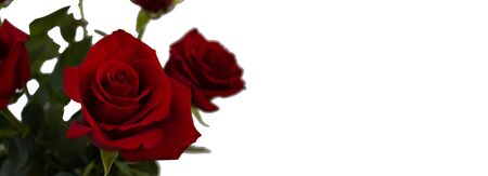 postcard template, copy Space - red roses on a white background isolateの写真素材