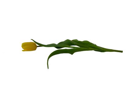 Tulip flower on a white background, isolate, cuの写真素材