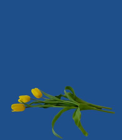 Greeting card with tulips, template, copy Space on a colored backgroundの写真素材
