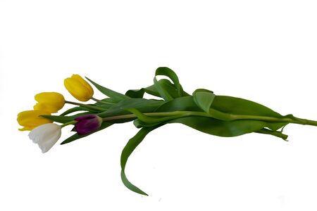 Tulip flower on a white background, isolate, cuの写真素材