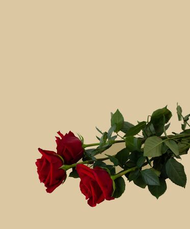 Greeting card template with copy Space roses on a color backgroundの写真素材