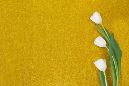 Greeting card with tulips, template, copy Space on a colored backgroundの写真素材