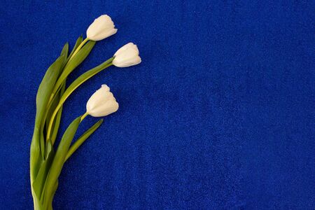 Greeting card with tulips, template, copy Space on a colored backgroundの写真素材