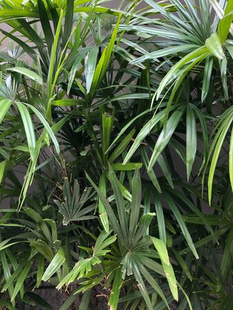 tropical plants in Southeast Asia in Thailandの写真素材