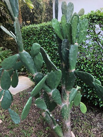 tropical cacti in South-East Asia in Thailandの写真素材