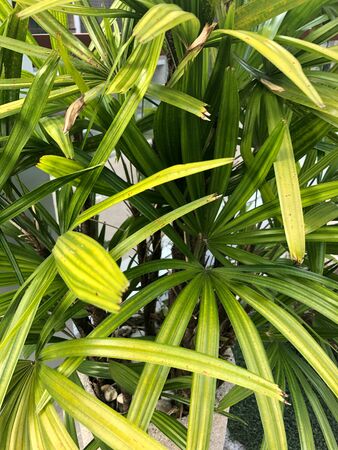 tropical plants in Southeast Asia in Thailandの写真素材