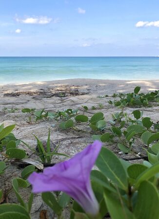 Bang Tao Beach on the ocean in Thailandの写真素材