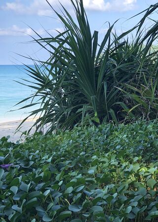 Bang Tao Beach on the ocean in Thailandの写真素材