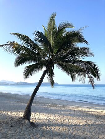 Beach and palm trees on the island of Phuketの写真素材