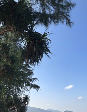 Beach and palm trees on the island of Phuket in Thailandの写真素材