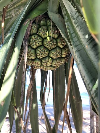 Beach and palm trees on the island of Phuket in Thailandの写真素材
