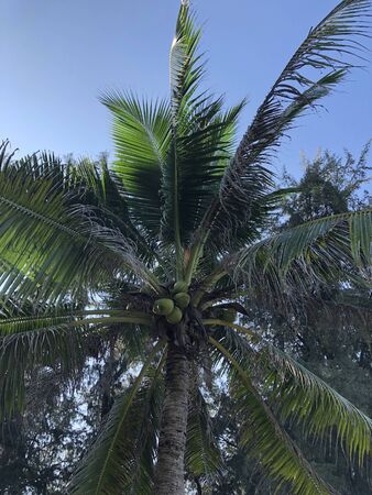 Beach and palm trees on the island of Phuket in Thailandの写真素材