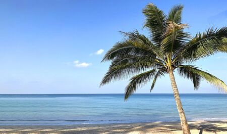 Beach and palm trees on the island of Phuket in Thailandの写真素材