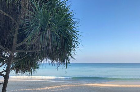 Beach and palm trees on the island of Phuket in Thailandの写真素材