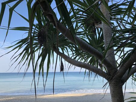 Beach and palm trees on the island of Phuket in Thailandの写真素材