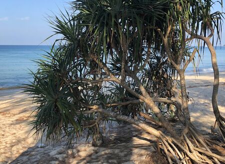 Beach and palm trees on the island of Phuket in Thailandの写真素材