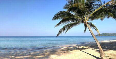 Beach and palm trees on the island of Phuket in Thailandの写真素材