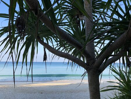 Beach and palm trees on the island of Phuket in Thailandの写真素材
