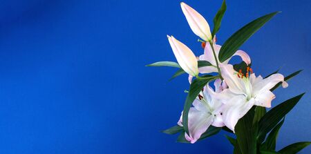 Card, banner, template, copy Space, greeting, an invitation to a holiday, Mother Day, Valentine Day, birthday, weddingの写真素材