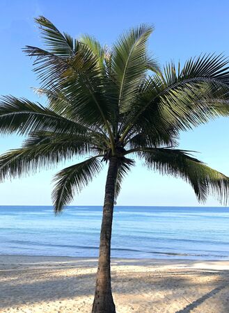 Beach and palm trees on the island of Phuketの写真素材
