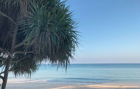 Beach and palm trees on the island of Phuket in Thailandの写真素材