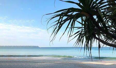 Beach and palm trees on the island of Phuket in Thailandの写真素材