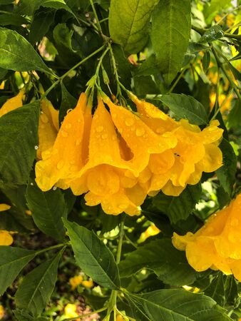 photo colored tropical flower in Thailandの写真素材