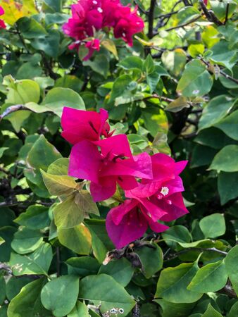 photo colored tropical flower in Thailandの写真素材