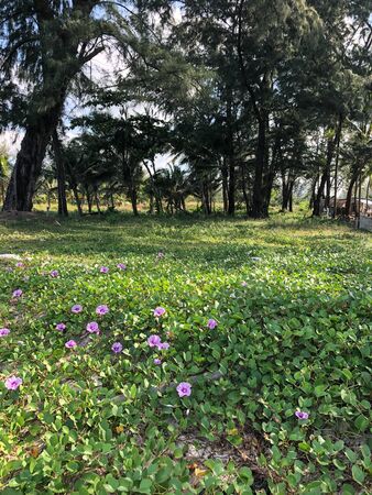 photo colored tropical flower in Thailandの写真素材