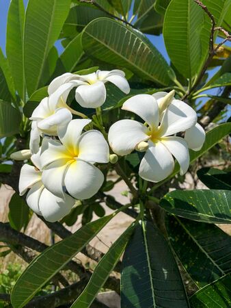 photo colored tropical flower in Thailandの写真素材