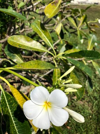 photo colored tropical flower in Thailandの写真素材